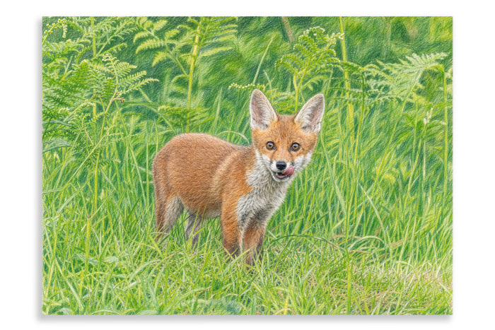A Tasty Snack - Fox Cub - Artistic